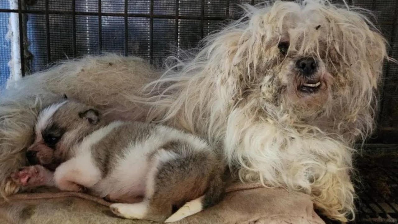 Left in filth and fear, she protected her only puppy&mdash;until kindness finally knocked on their door!