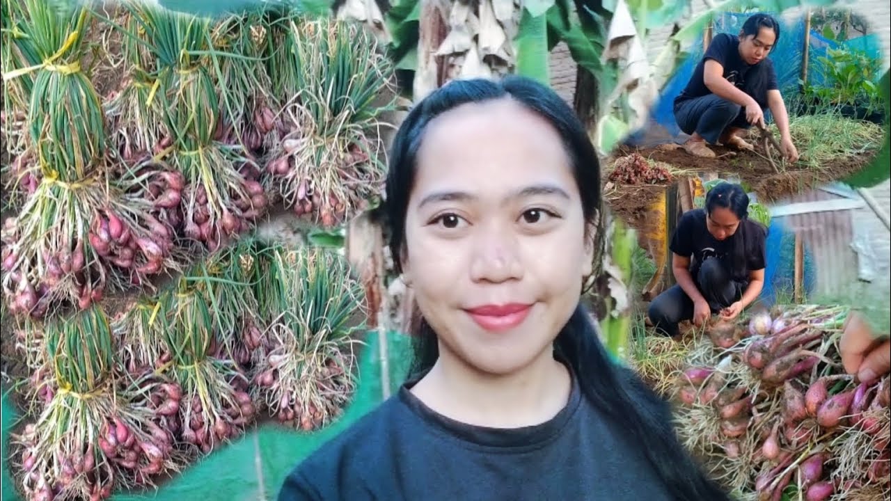 Panen Bawang Bima Brebes