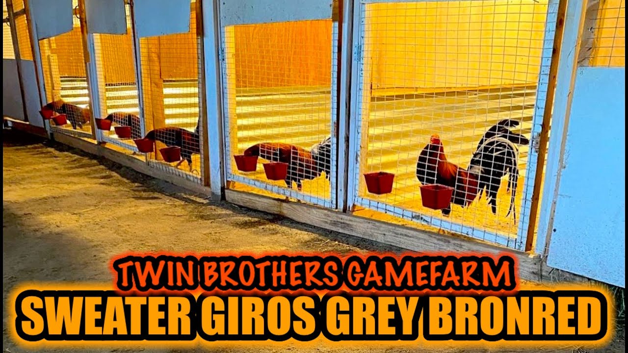 Sweater Giros Grey Bronred ~ TWIN BROTHERS GAMEFARM