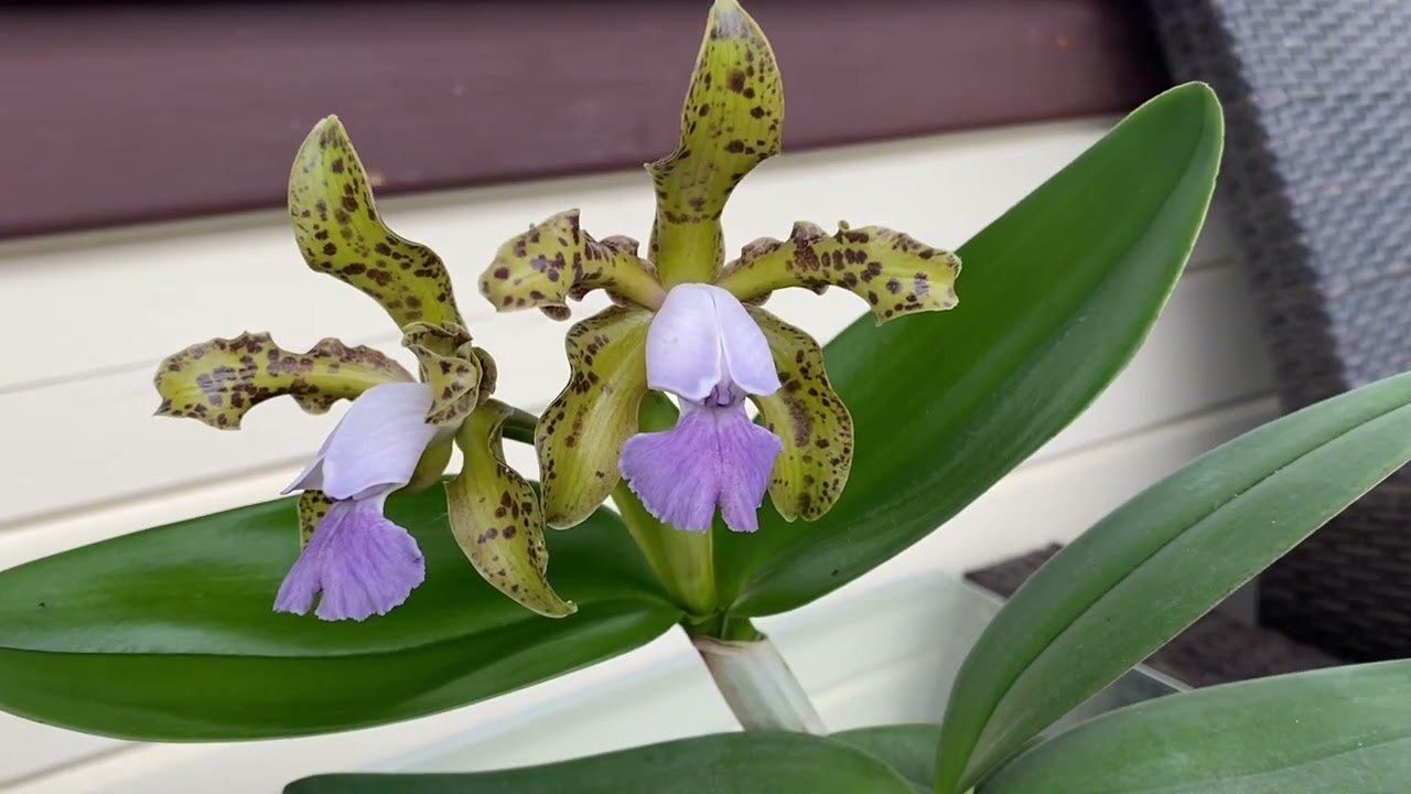 C.Mareeba Tiger (C.Leopoldii f. coerulea x C.Schilleriana f.coerulea ‘Gold color’)