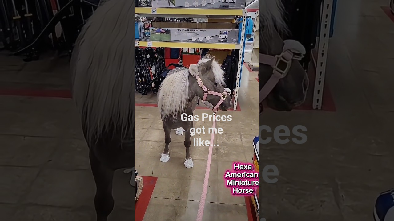 Gas Prices vs. Mini Horse Power 🐎🛞💨 #gasprices #minihorse #horsepower #funnyhorse #horses