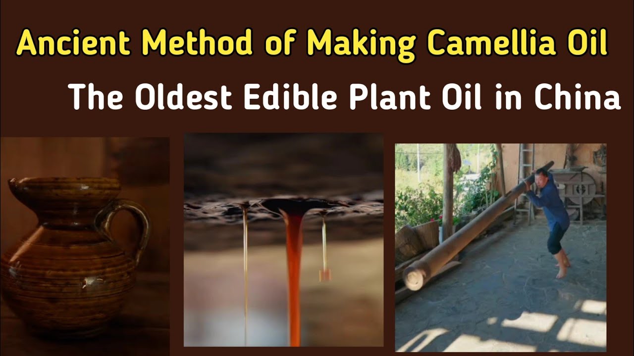 How Camellia Oil is Produced and Used in Chinese Culture | Peng Nanke