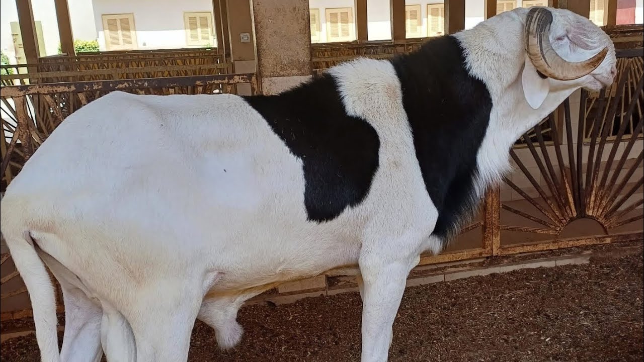 EMISSION FIMA JAAR INVITÉ BERGERIE AMITIER 77 616 53 80