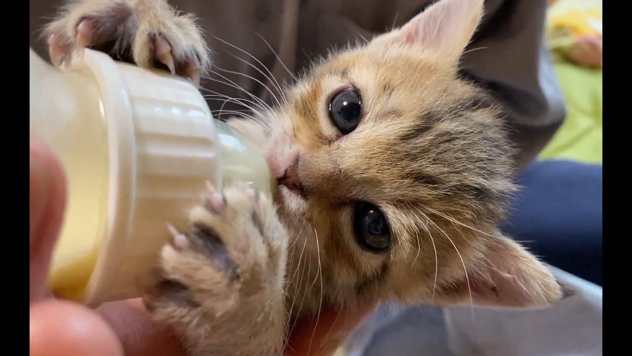 待ちに待ったミルクを飲んで喜びが爆発した子猫