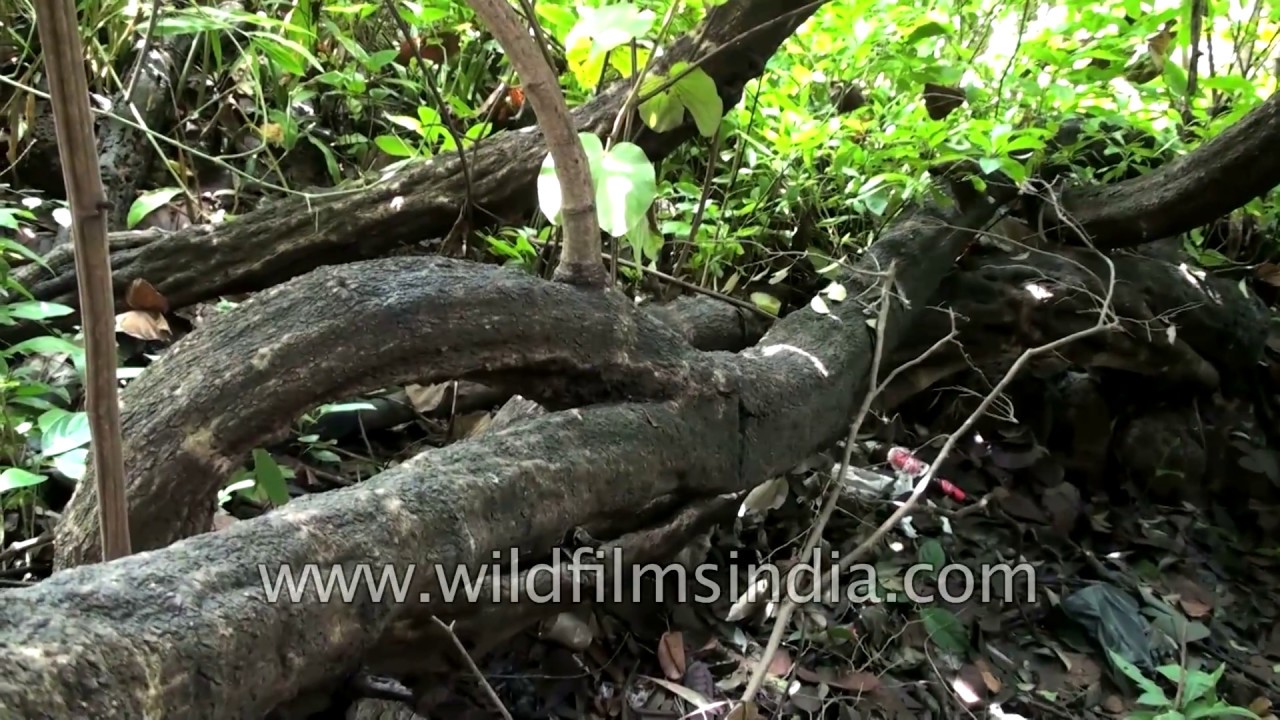 Gigantic vine Bauhinia vahlii