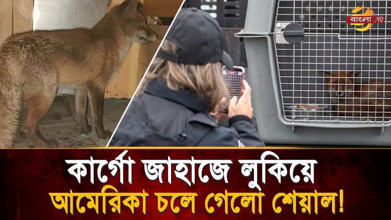 পাসপোর্ট ছাড়াই আটলান্টিক পাড়ি! ইংল্যান্ড থেকে জাহাজে চড়ে আমেরিকায় পৌঁছাল এক শিয়াল | Bangla TV