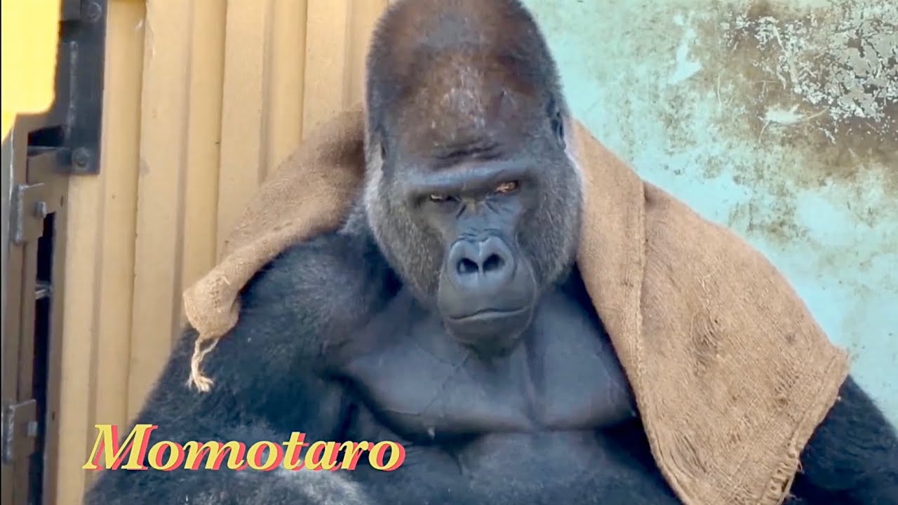 ゴリラ界のファッションリーダー‼︎⭐️Gorilla【京都市動物園】A man who wears hemp bags and blankets coolly.