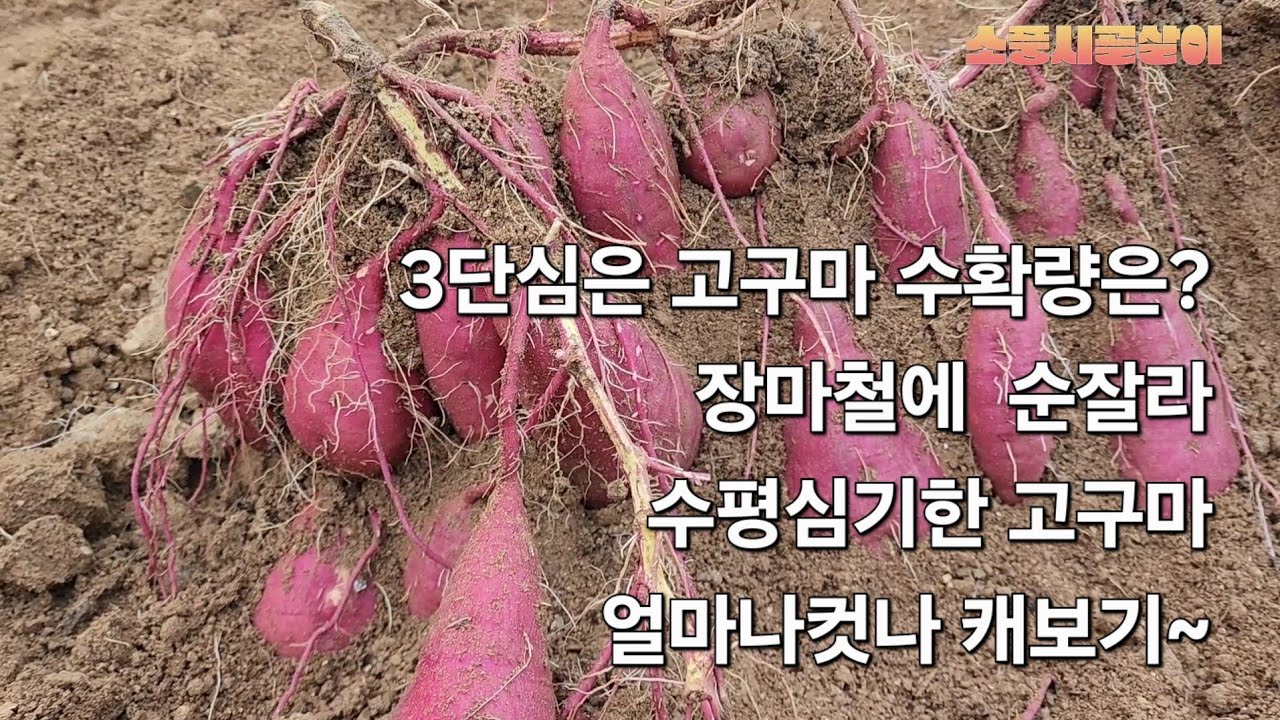 3단심은 고구마 수확량은? 장마기간에 줄기잘라 수평심기한 고구마는 얼마나 크고있나 캐보기~