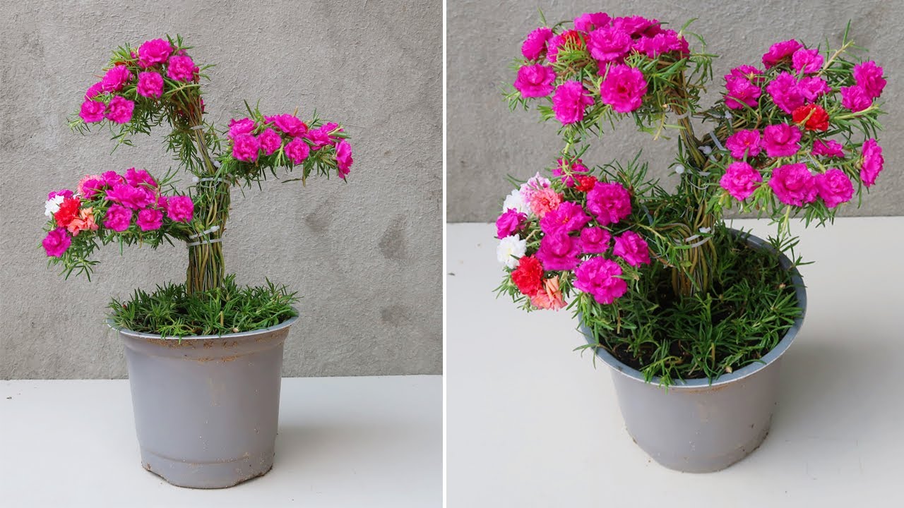 How to Grow Portulaca (Moss Rose) flower into a bonsai | John Garden