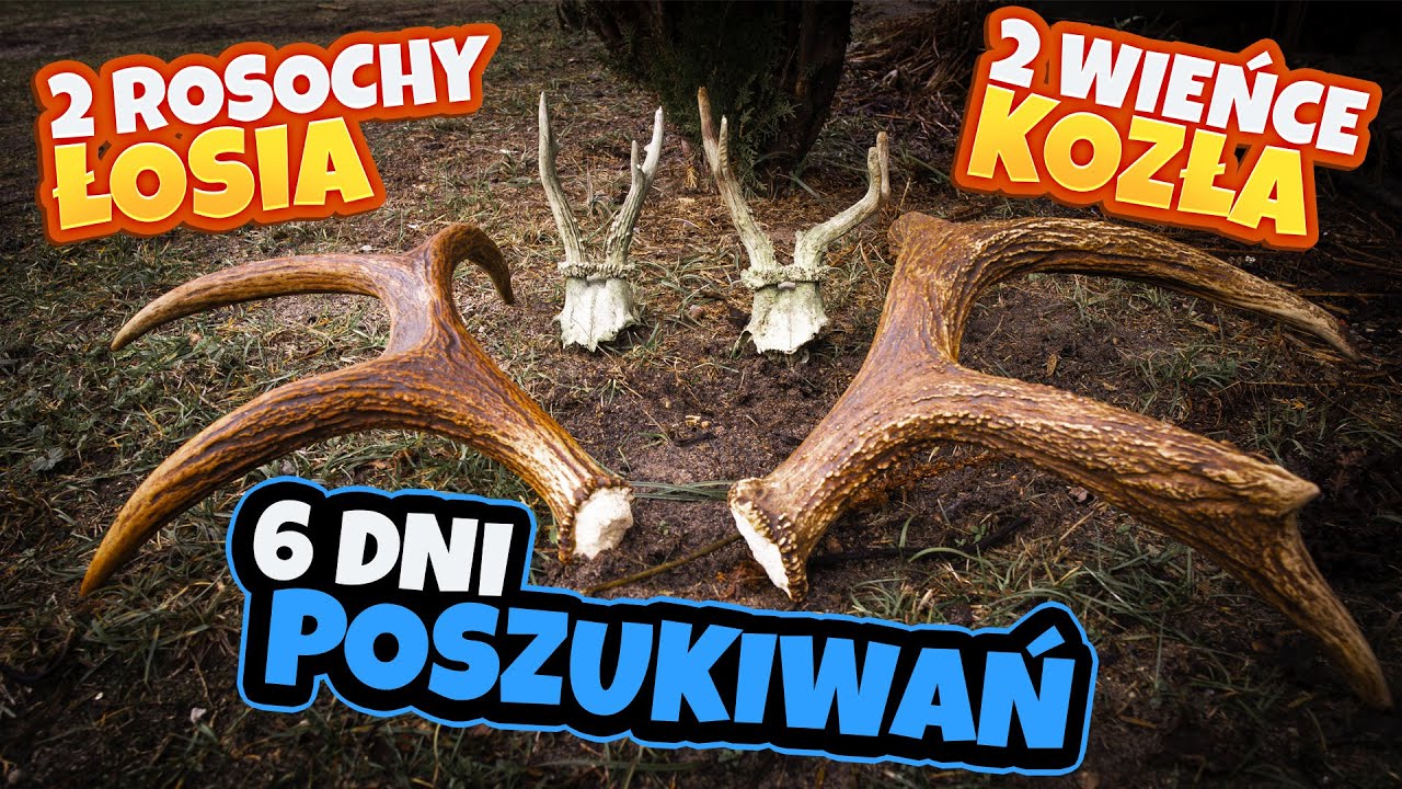Świąteczne eskapady za łosiem, dwie rosochy, dwa stare wieńce kozła (zrzuty 2024)