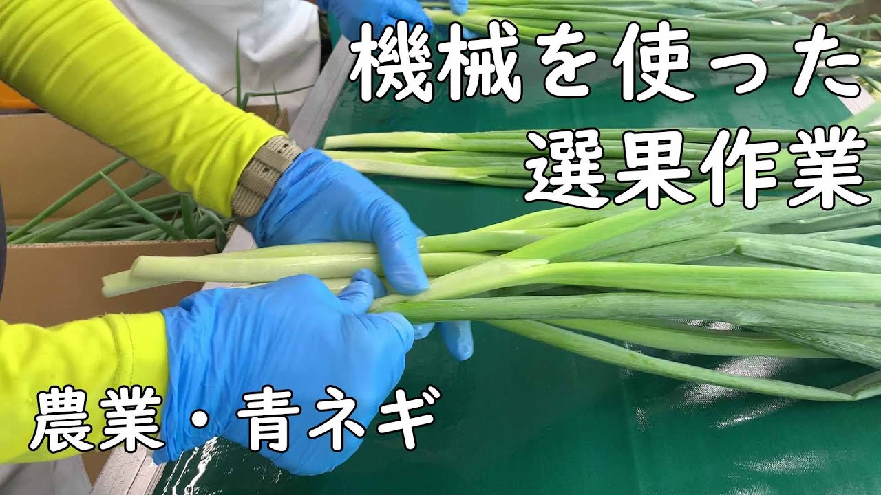 農業 青ネギ 栽培 農業機械 出荷出荷 加工用 選果作業