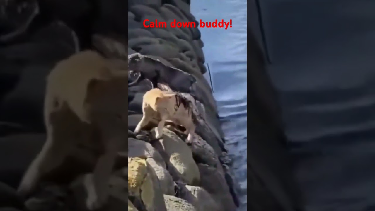 #music #funny #animalfables #doglover #cute #cat #cats #catlovers
