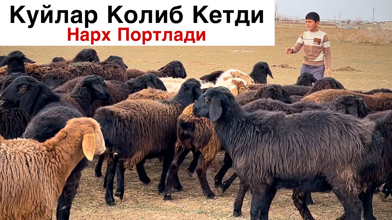 Сураган Олурсин! ☎️+998 88 072 2321