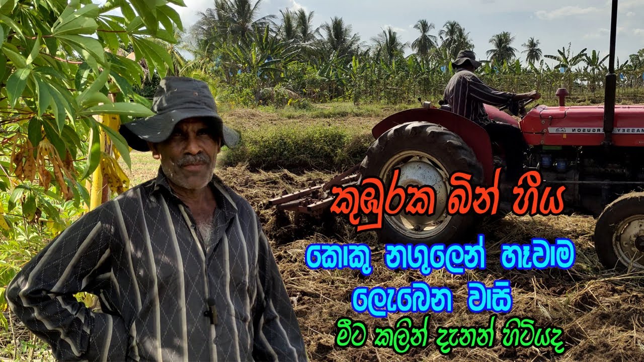 කොකු නගුලෙන් බිම් හීය හෑම / koku nagulen bim heeya hama/see sama/සී සෑම / kuku nagulen bim peraleema