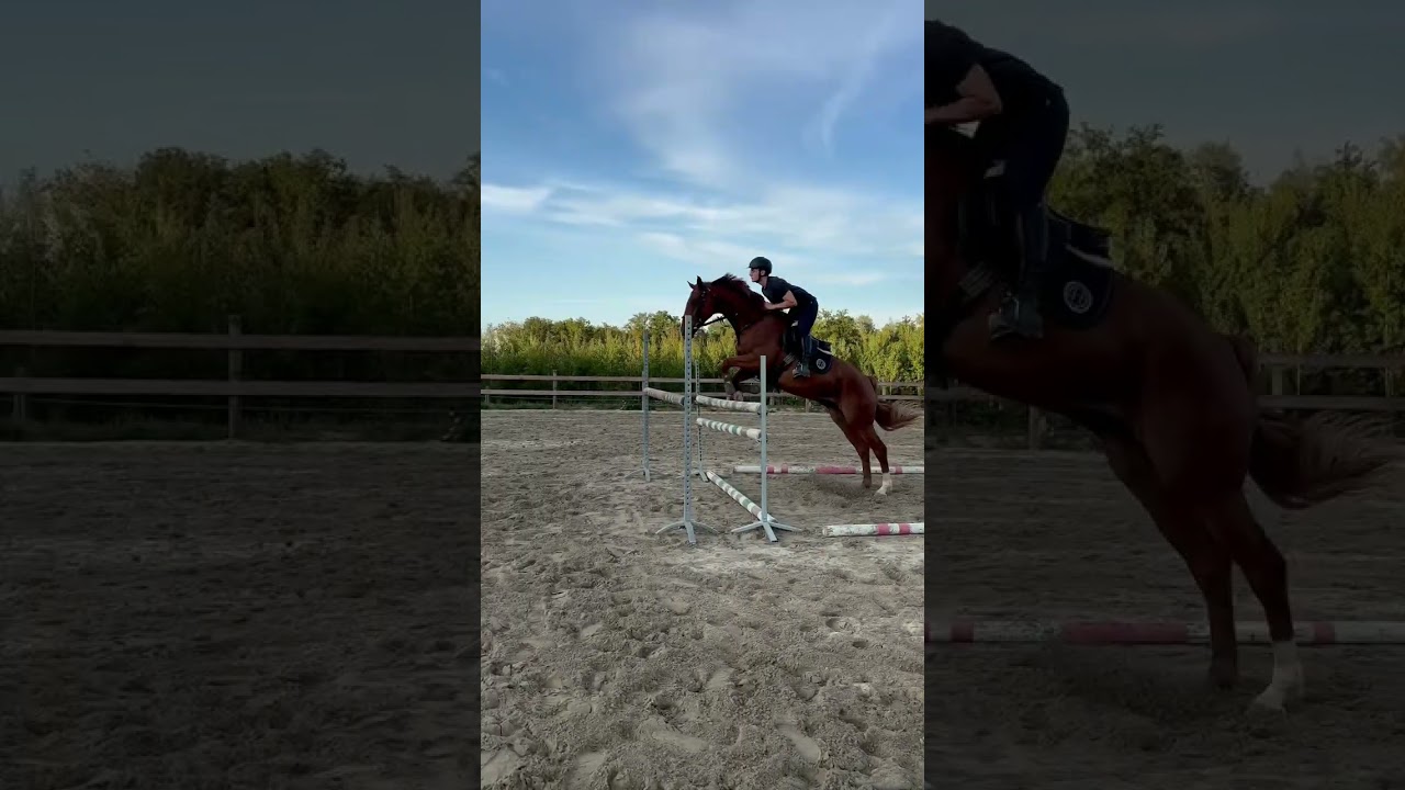 Cheval à vendre - Cheval à vendre  - equirodi.com