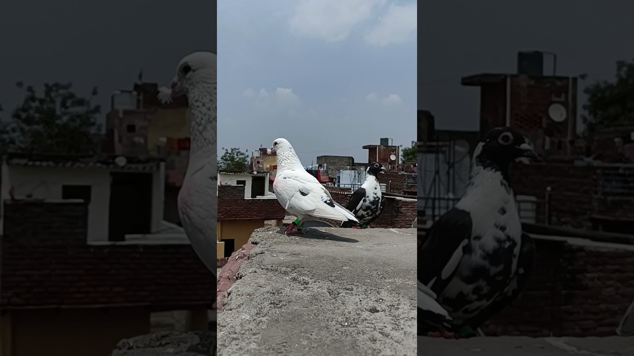 Agra ki kabootar bazi ❤️ #pigeon #pigeonbird #kabootar #parrot #fancypigeon #kabootarlovers #bird