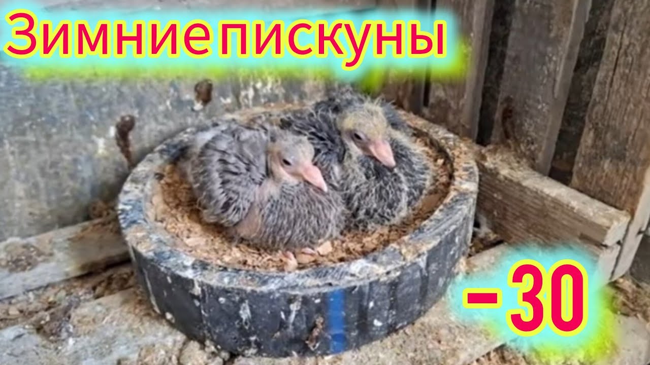 Зимние пискуны в минус 30. Заботливые родители. Итог февральских гнёзд.