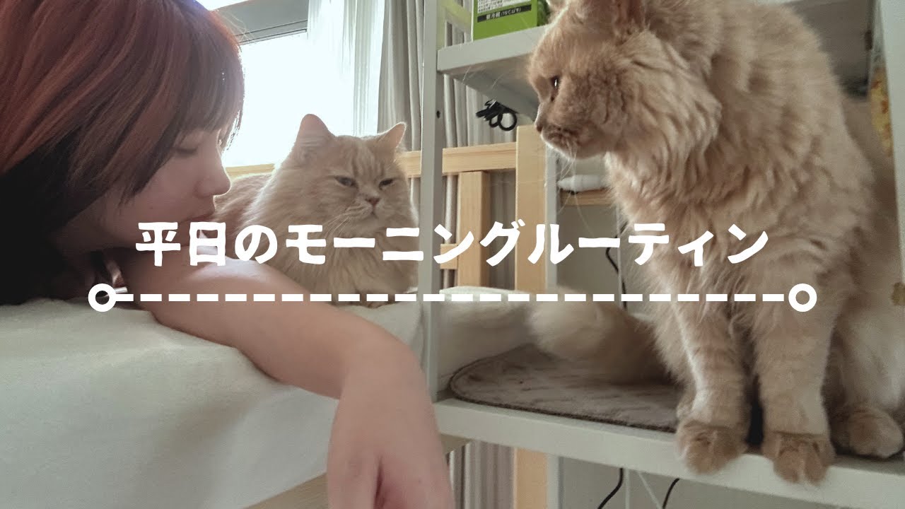 平日の朝 / アラサー女と猫2匹のモーニングルーティン / morning routine with cats