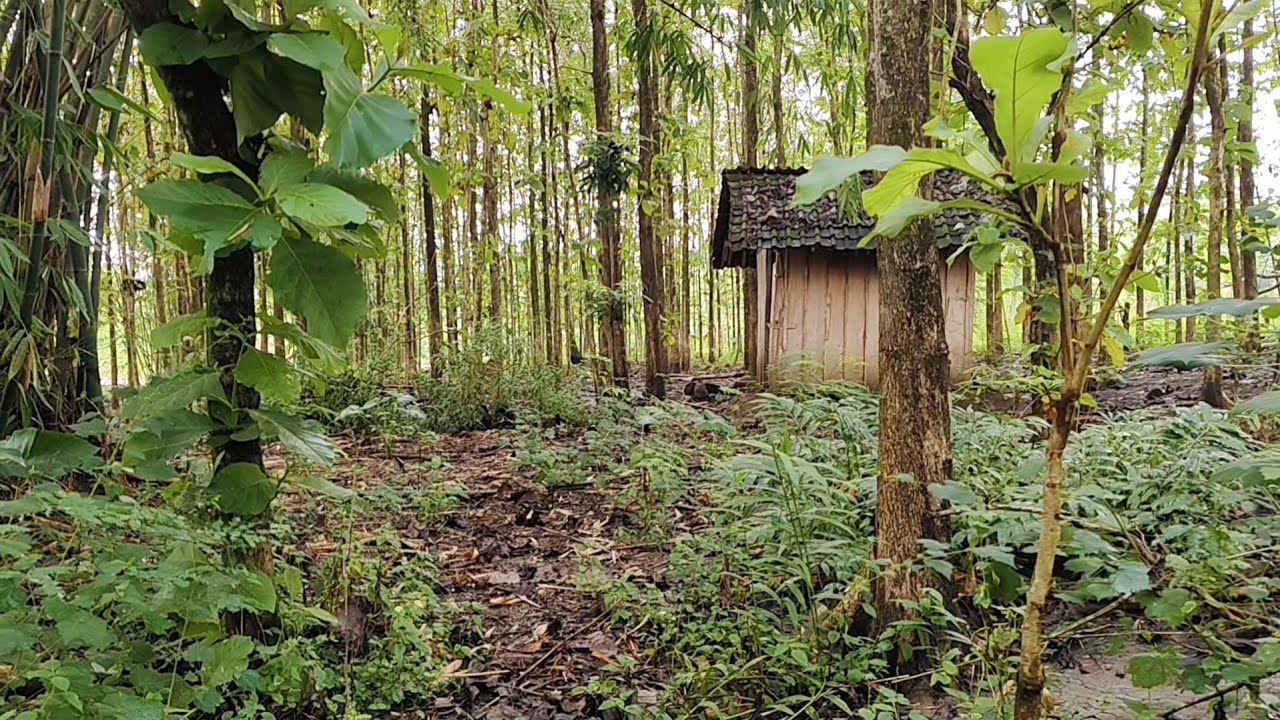 DIJAMIN BASAH LIHAT VIDEO INI‼️Suasana Kampung Suku Jawa di Pelosok Desa Terpencil