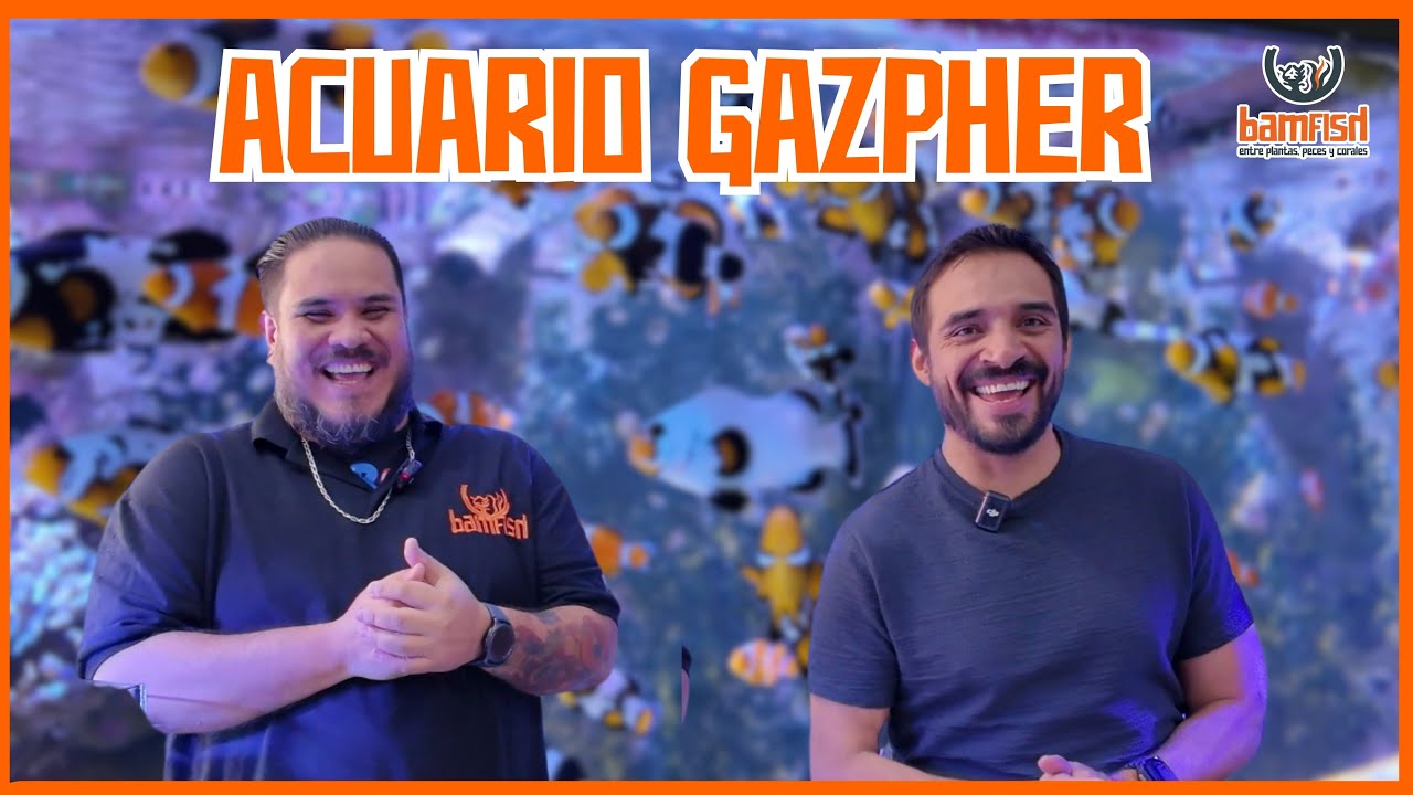 Enorme Variedad de peces Payaso, Acuario Gazpher