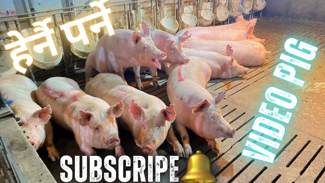 Why Korean pig farm is successful 