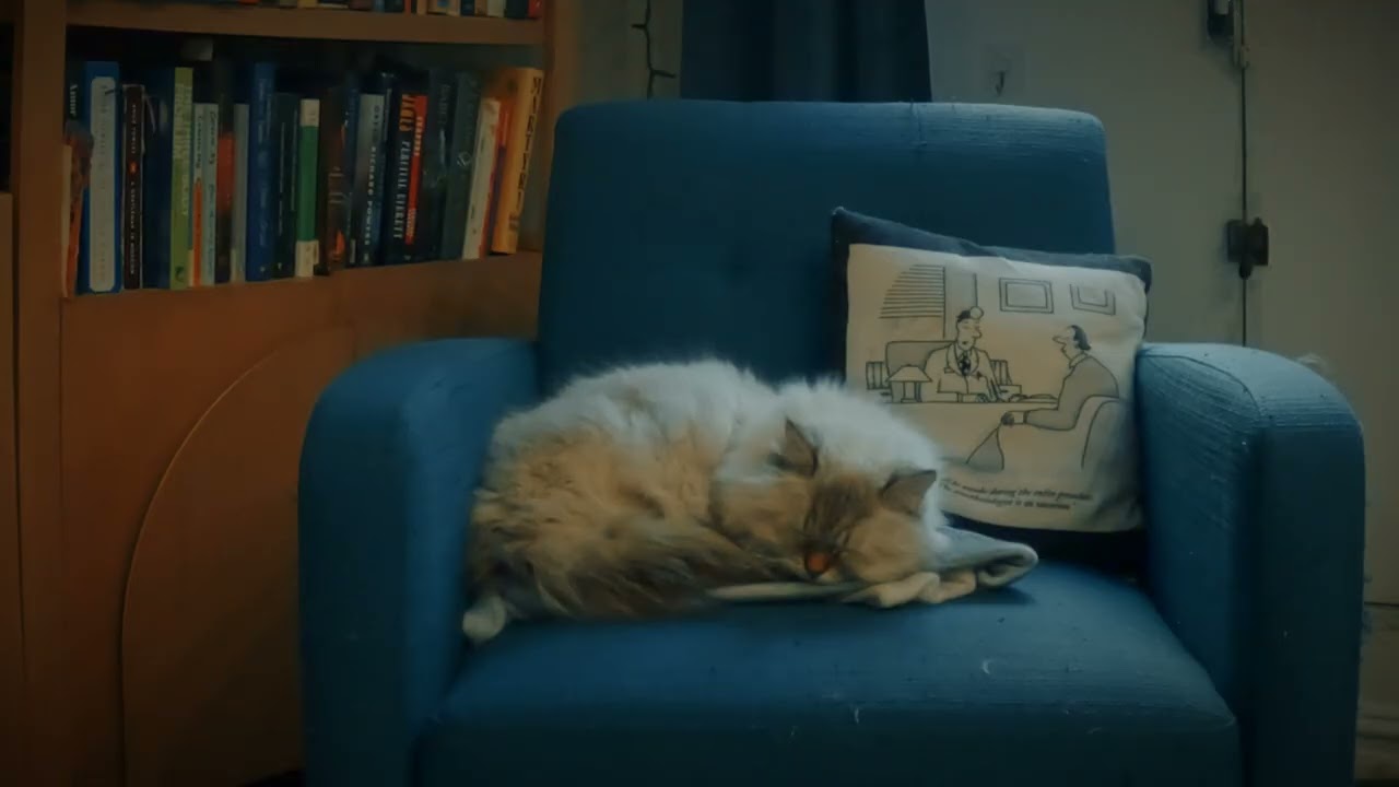 Remy Taking a Cat Nap