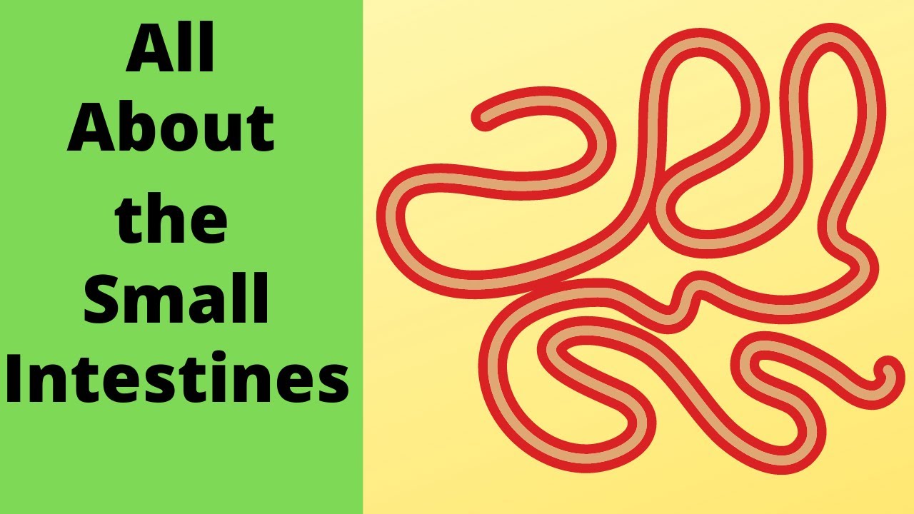 All about the small intestine