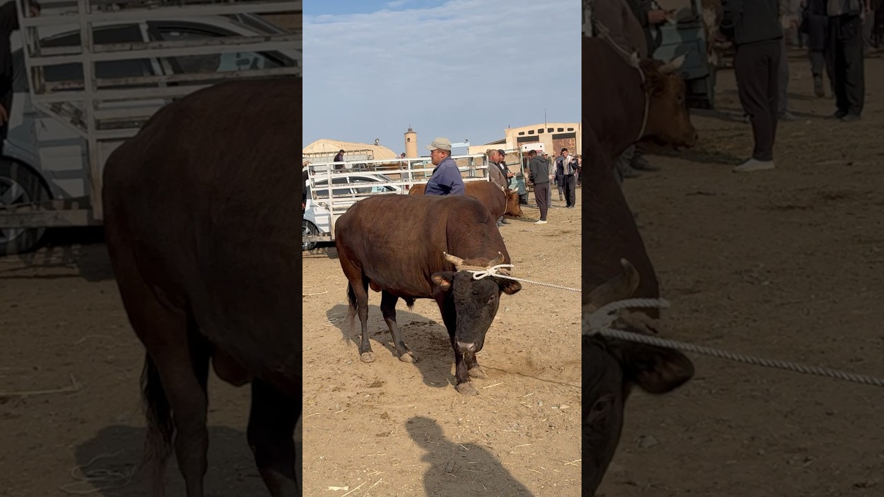 ХОЖЕЛИ МАЛ БАЗАР #хожели #мухаммеднукус #xojeli #каракалпакстан #rek #cow #бык