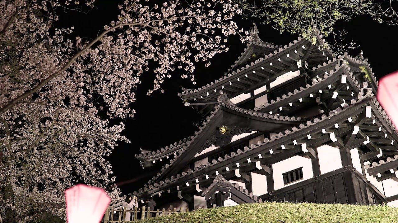 高田城百万人観桜会 in full bloom