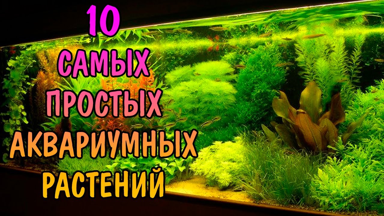 10 САМЫХ ПРОСТЫХ АКВАРИУМНЫХ РАСТЕНИЙ ДЛЯ НОВИЧКОВ