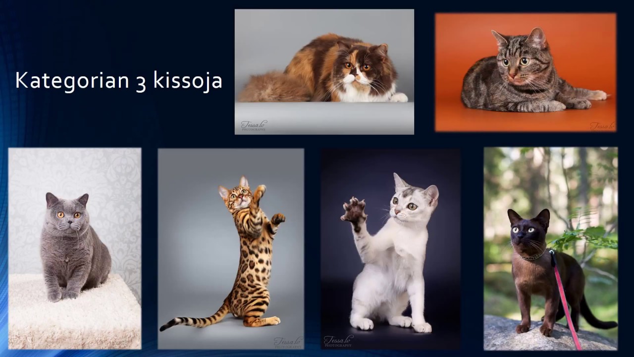 Rotukissaesittely