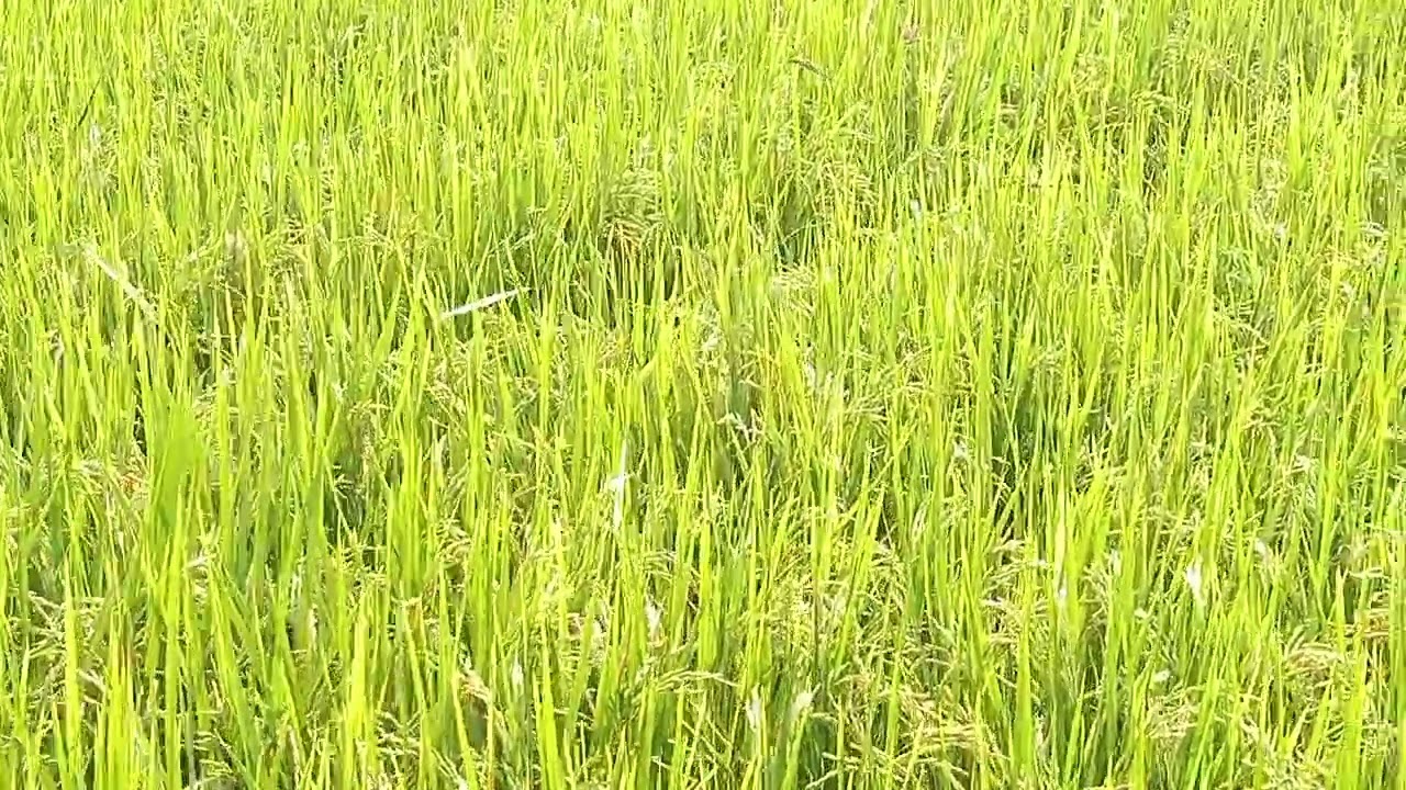 #fyp 