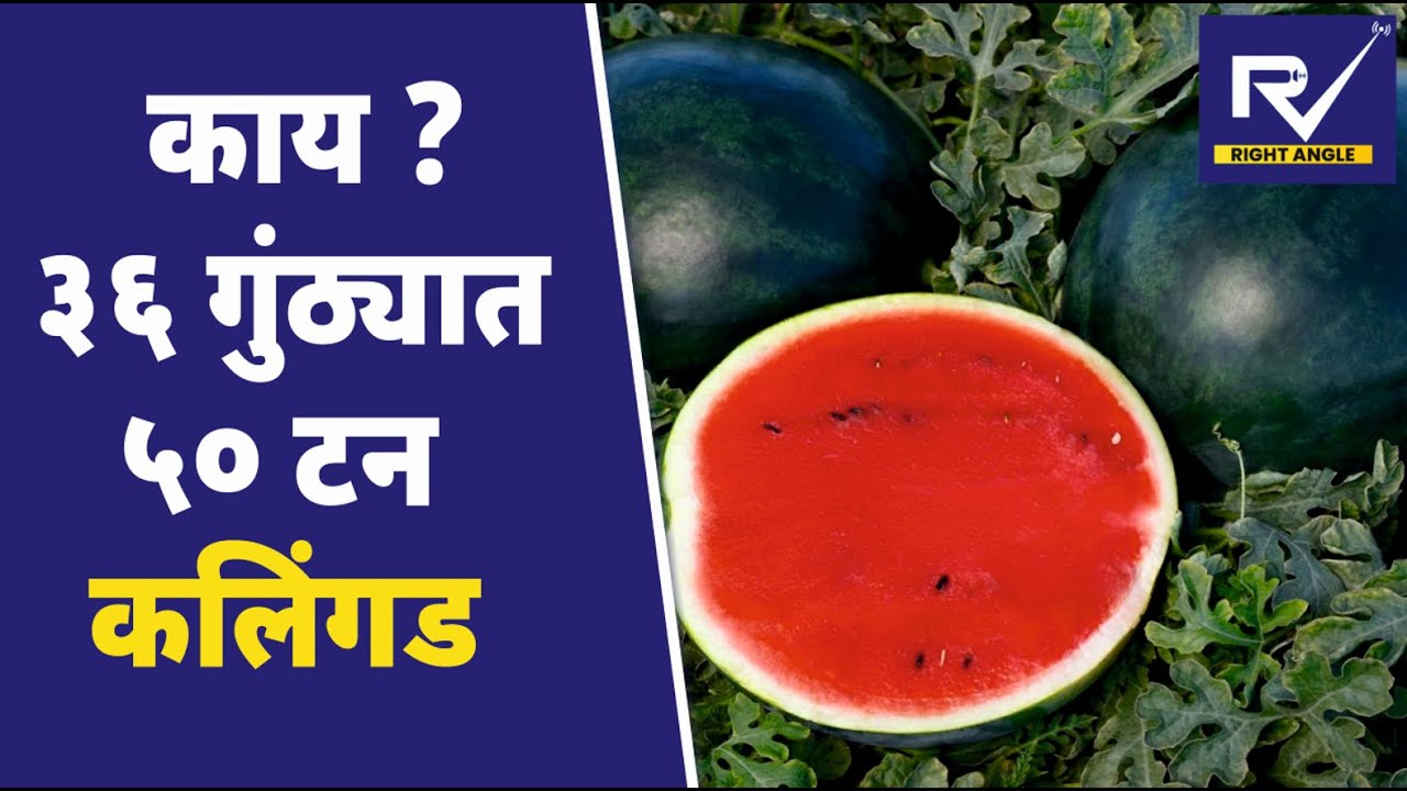 Water melon farming | केवळ ३६ गुंठ्यात ५० टन कलिंगडाचे उत्पादन | सांगलीच्या शेतकऱ्याची कमाल