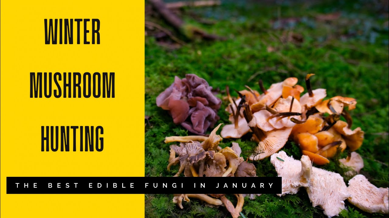 Mushroom Foraging in the Winter UK