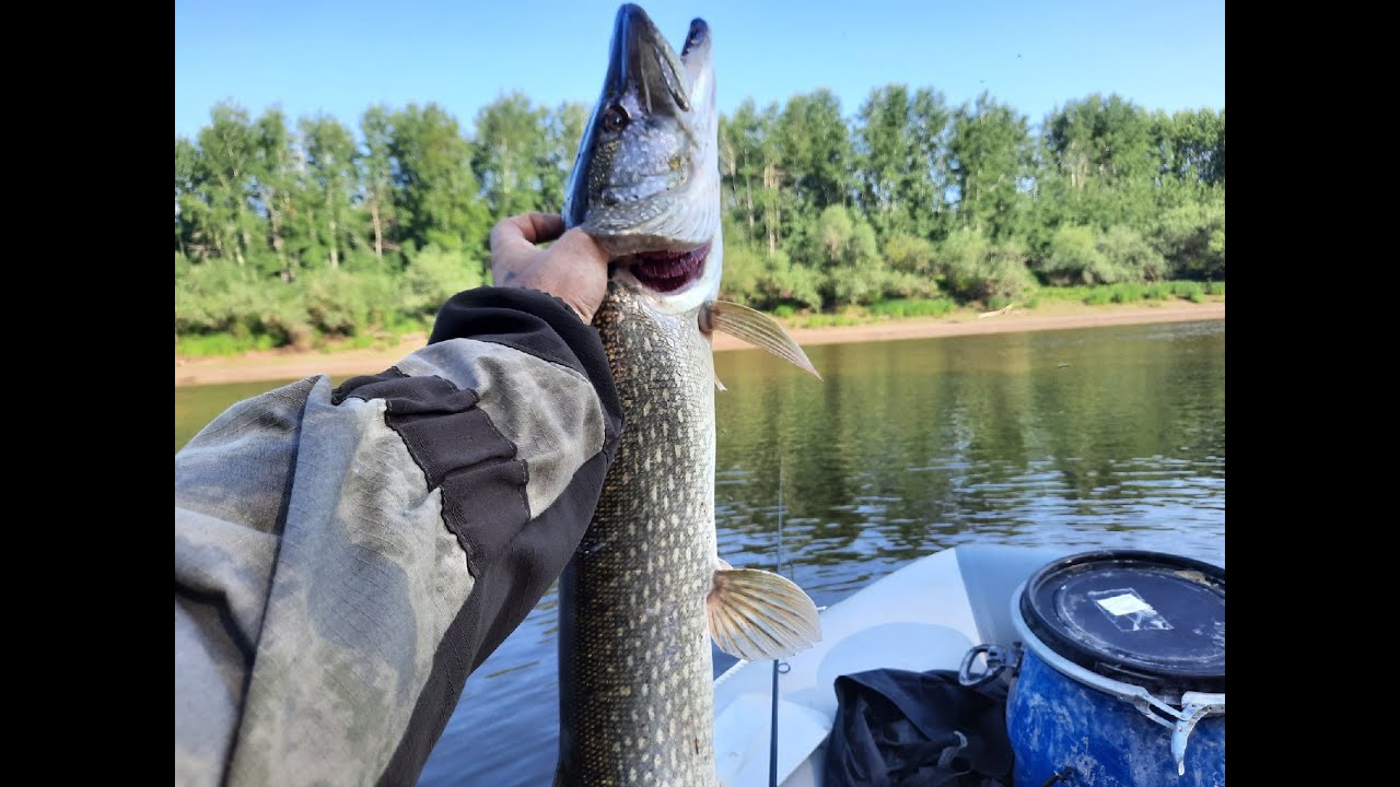 Крупная щука на реке Лозьва.
