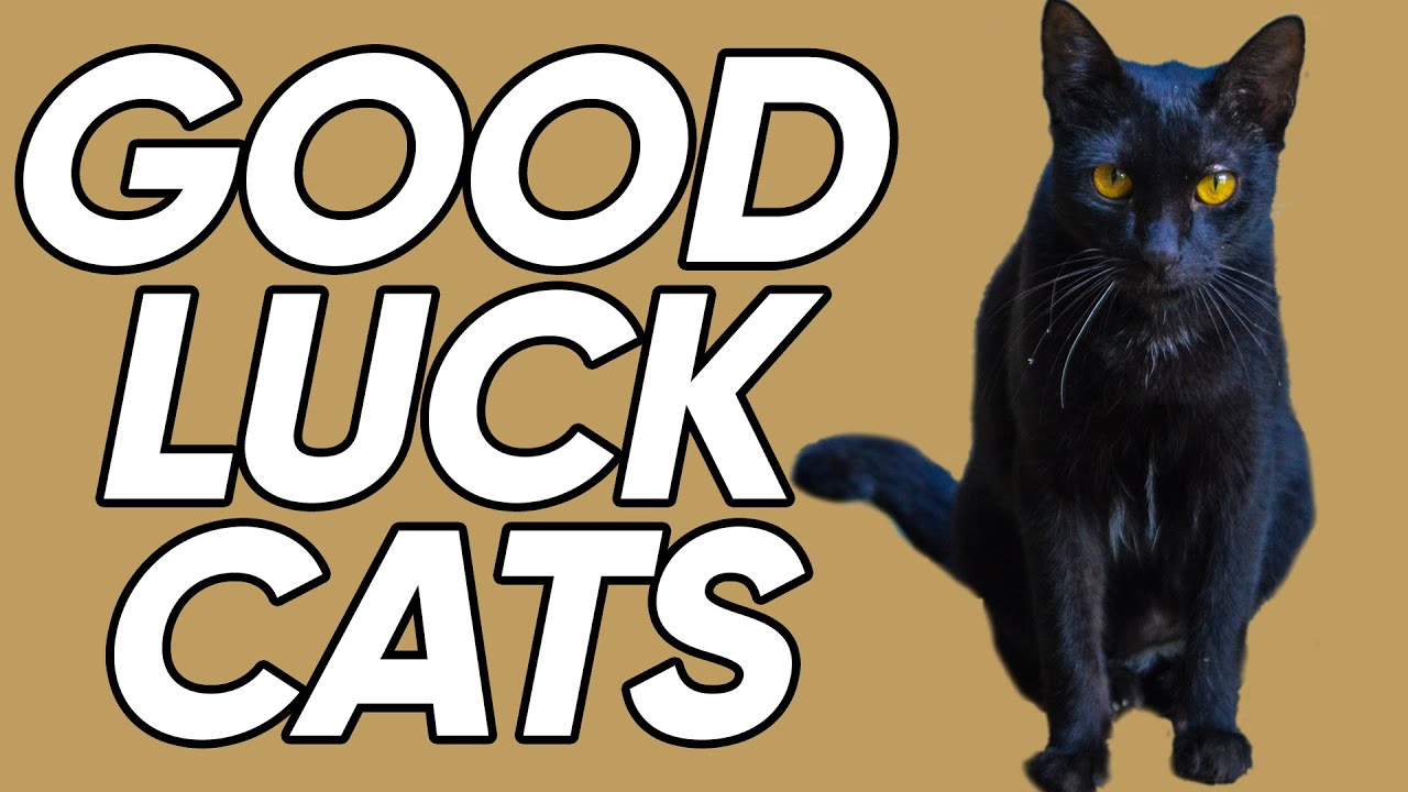 The Places Around the World Where Black Cats Are Actually GOOD Luck!