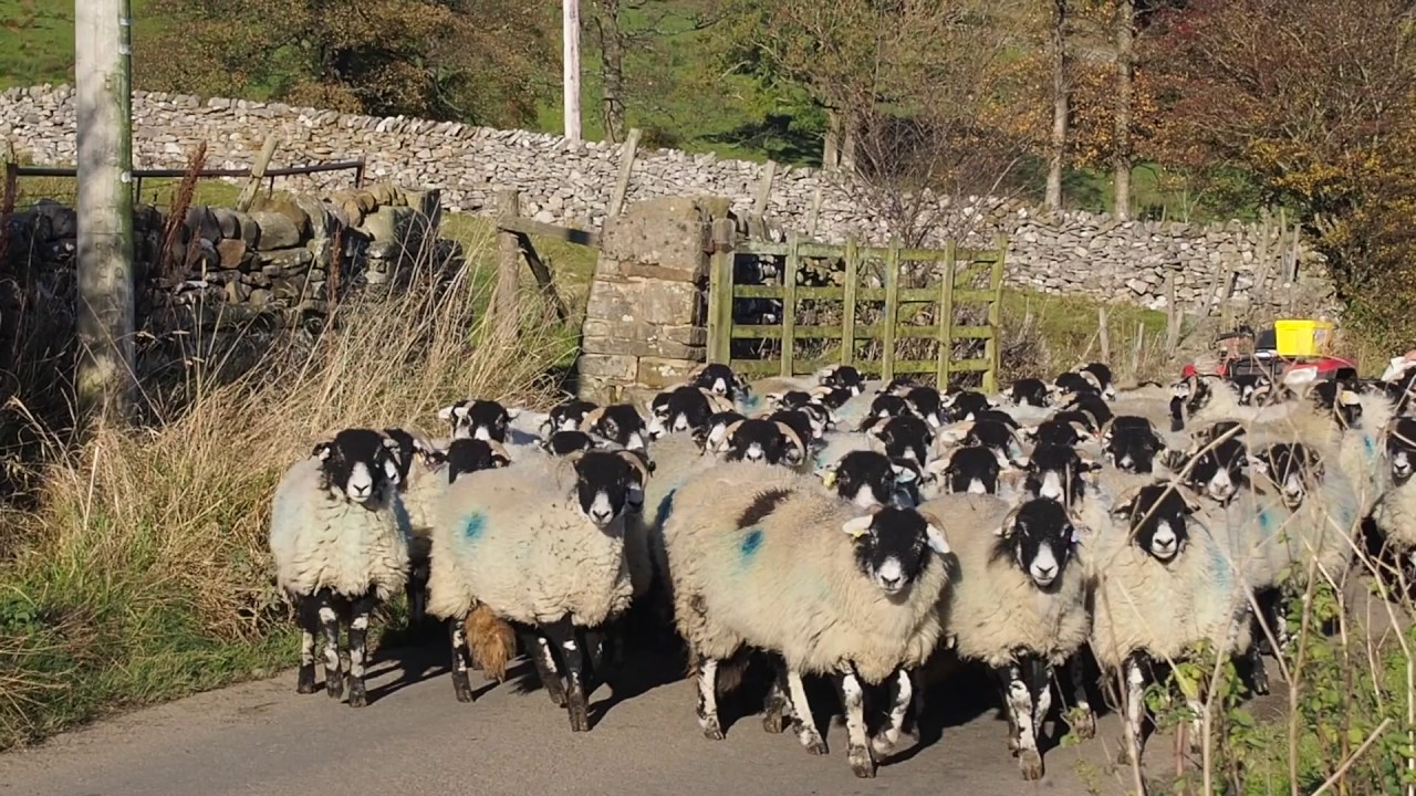 Swaledale Round-up
