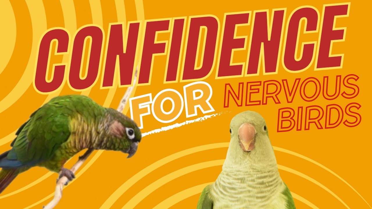 Confidence Building Basics | Topics