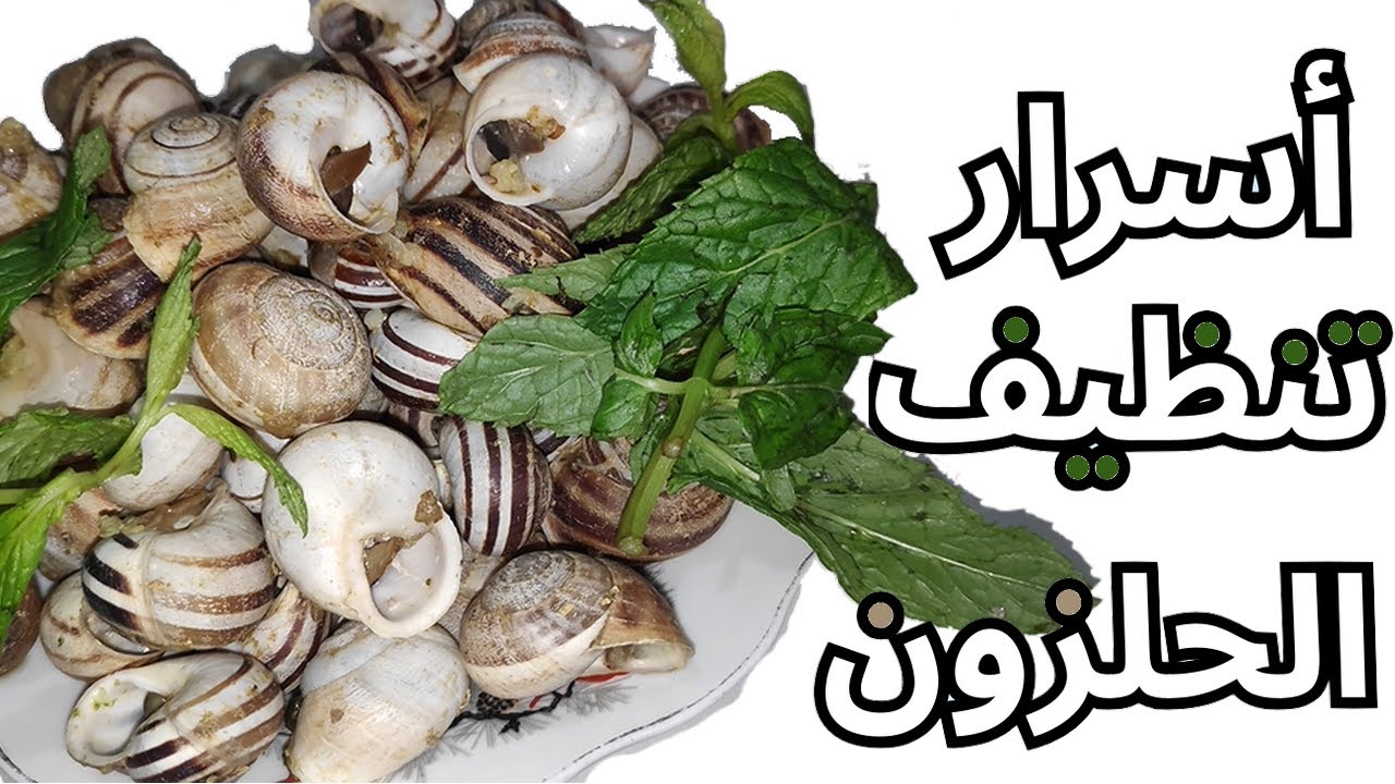 أسرار و معلومات هامة على طريقة تنظيف الببوش أو الحلزون- Nettoyer les escargots
