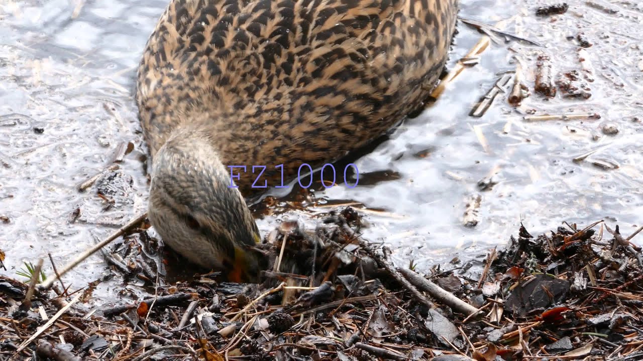 Panasonic LX100 vs FZ1000 comparison in ultraHD 4K