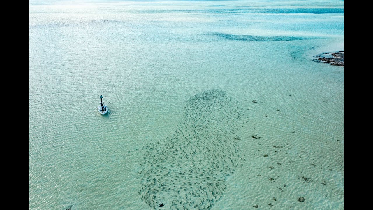 Unfathomed 2020- Chub Cay: Insane bone fishing and giant lobster!
