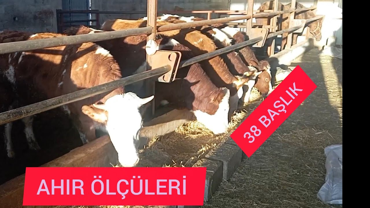 AHIR ÖLÇÜLERİ 38 BÜYÜKBAŞ HAYVAN RAHAT SIĞAR