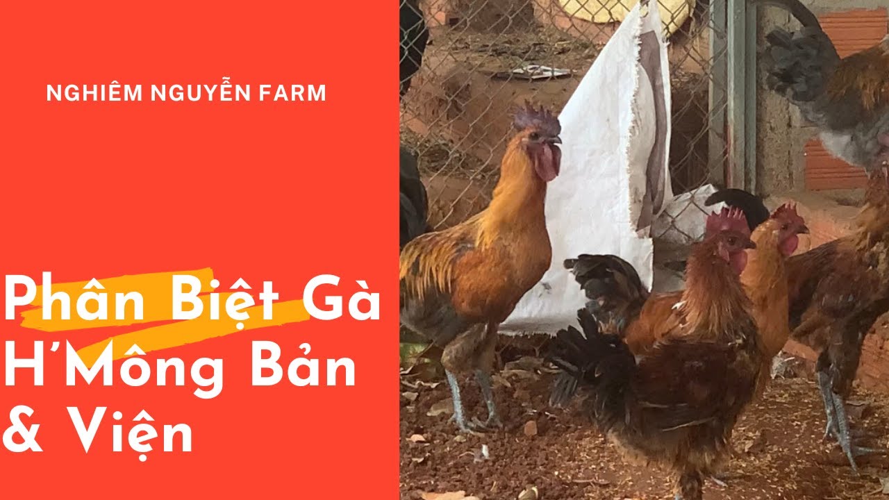 Gà H'Mông - Phân Biệt Gà H'Mông Bản Địa & Gà H'Mông Viện Chăn Nuôi - Nghiêm Nguyễn Farm
