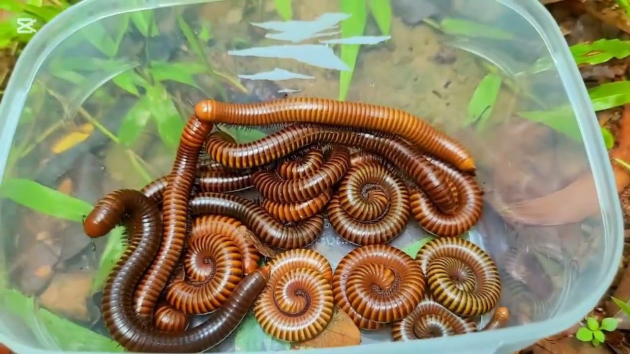 Amazing  Looking on the Ground Forest Catch Many many Giant African Millipedes And Other Small Bugs