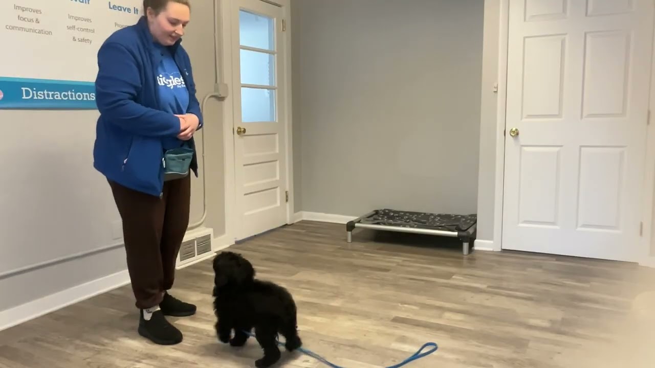 Chase- Working on sit, come, place, down, and look