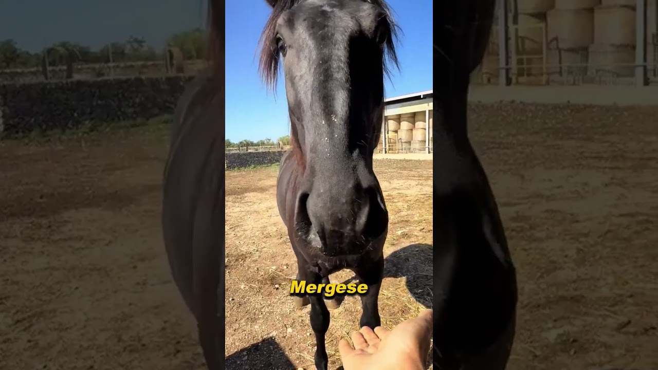 Meet The Murgese horse: Italy&rsquo;s Legendary Horse Breed #horse #shorts