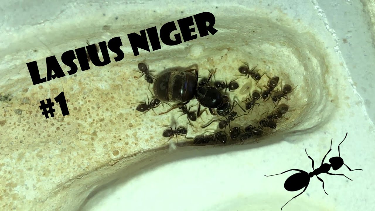 LASIUS NIGER #1 - Déménagement dans le nid !
