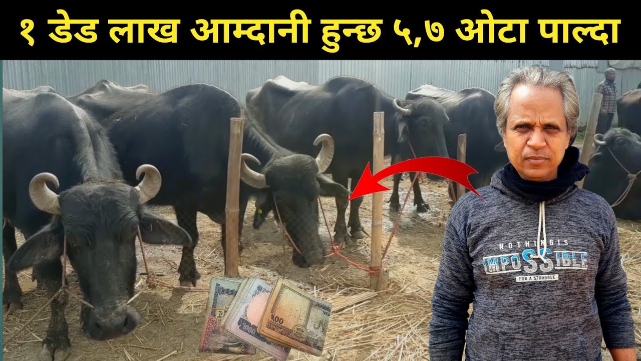 १ डेड लाख आम्दानि हुन्छ ५,७ वोटा पाल्दा - Buffalo Farming in Nepal - Buffalo Farming Business Plan