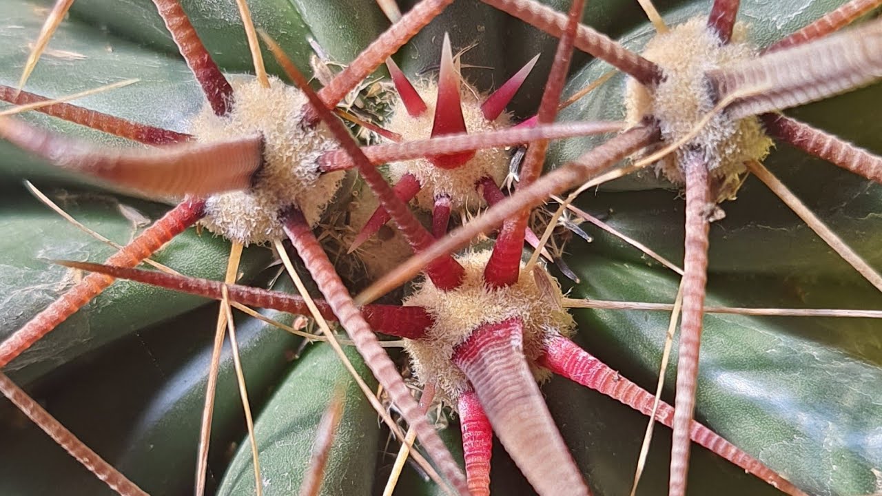 Ferocactus Horridus: Replante dos Ferocactus!