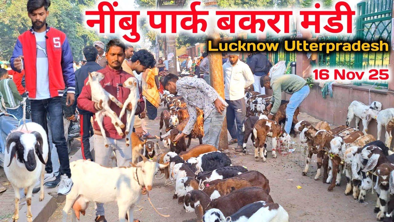 Sunday नींबु पार्क बकरा मंडी |16 Nov 25 |Lucknow Nimbu park Lucknow Nimbu up live Update 